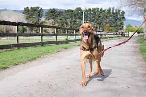 Wolves Adjustable Dog Lead