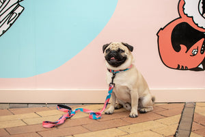 Wolves Dog Lead