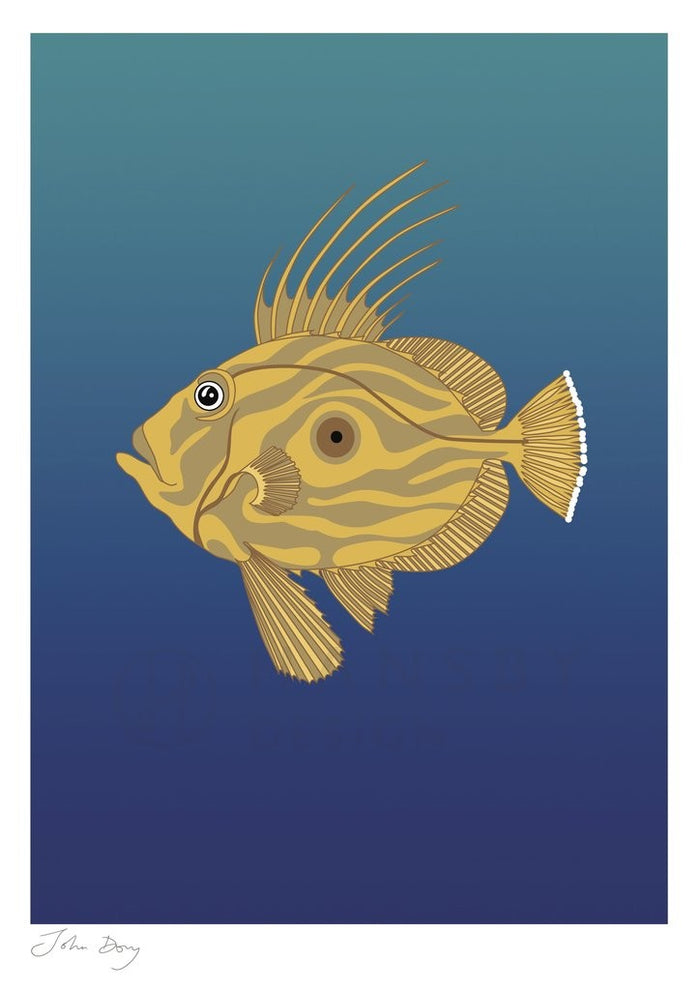 Cathy Hansby Print - John Dory