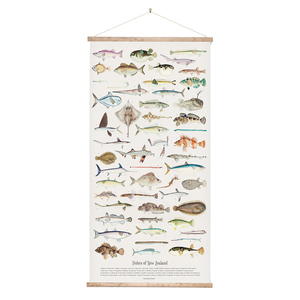 Wall Chart - Fishes of New Zealand