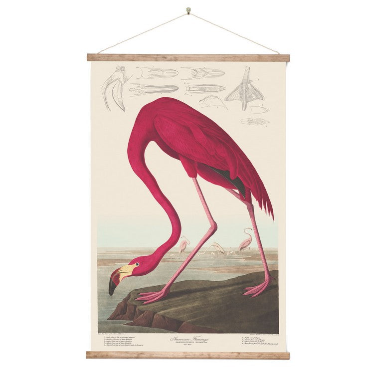 Wall Chart - Flamingo